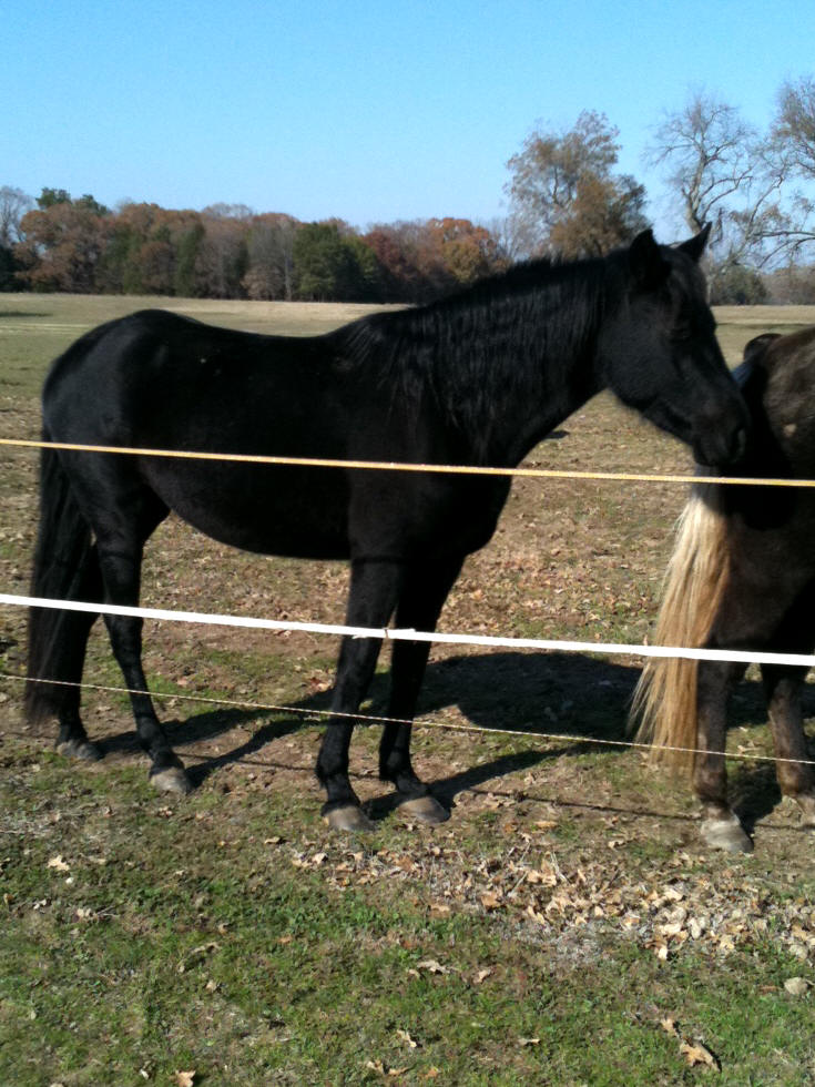 Echo Haven Ranch, Texas, Rocky Mountain Horses For Sale
